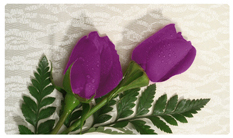 DNSEMP-C-053 2 Roses Orchid